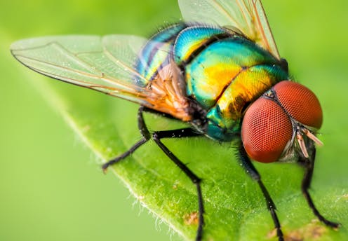 How many types of insects are there in the world? ​​Science + Tech – The Conversation