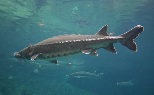 Atlantic sturgeon were fished almost to extinction − ancient DNA reveals how Chesapeake Bay population changed over centuries ​​Science + Tech – The Conversation