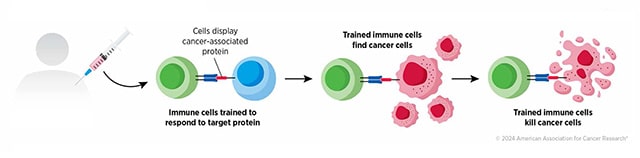 From Treatment to Prevention: How Vaccines Are Reshaping the Fight Against Pancreatic Cancer ​​American Association for Cancer Research (AACR)