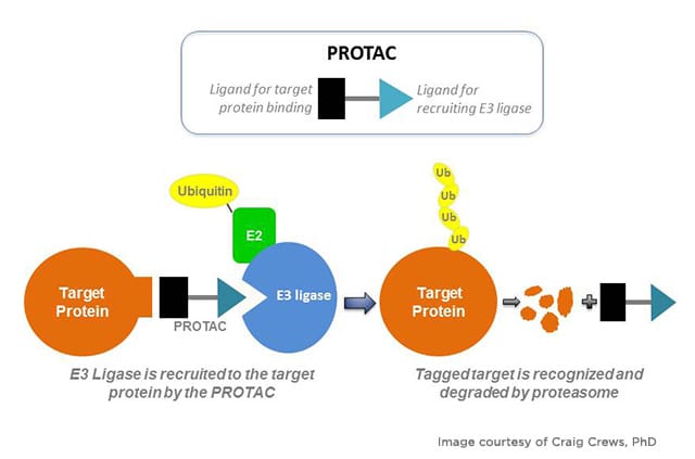 AACR D3 Offered a Peek Into the Cancer Drug Pipeline, Innovative AI Tools, and More ​​American Association for Cancer Research (AACR)