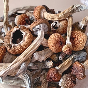 Unboxing Cancer News, September 2026: Sugar and Cancer Risk, Psilocybin’s Chemotherapy Relief, and More ​​American Association for Cancer Research (AACR)