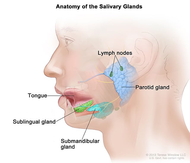 HER2-targeted Therapy for Salivary Gland Cancer ​​American Association for Cancer Research (AACR)